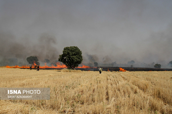 عکس: آتش سوزی مزارع گندم کوهدشت