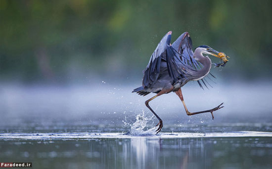 برترین عکس های دنیای پرندگان