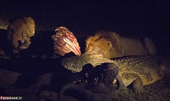 عکس: توافق شیر و تمساح بر سر بوفالو!