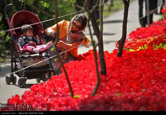 عکس: كاشت لاله به ياد مادر در تهران