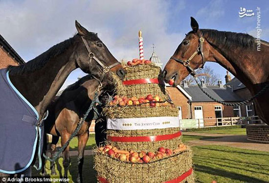 کیک تولدی برای اسب‌ها!