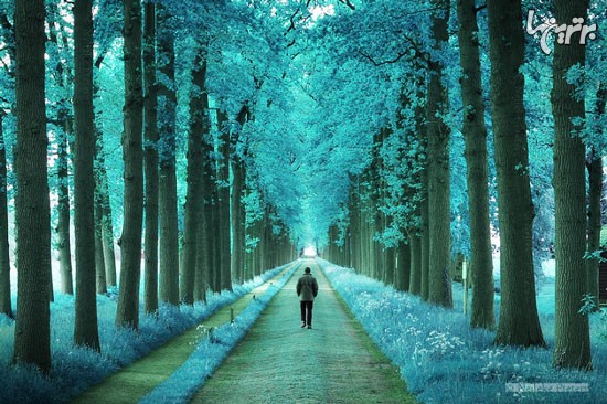 عکس: زیبایی سحرآمیز جنگل های هلند