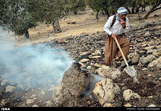 عکس: آتش سوزی در جنگل های زاگرس