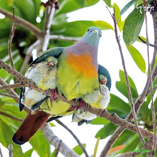 عکس: مهر مادر و فرزندی در میان پرنده ها