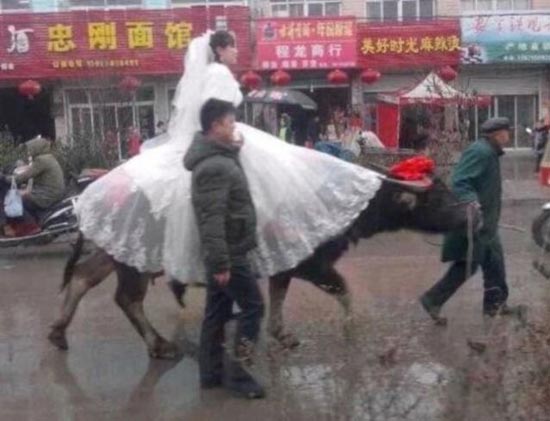 عکس: عروس چینی با گاو به خانه بخت رفت!