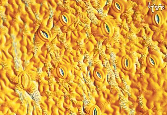 تصاویر خارق العاده میکروسکوپی از دنیای گیاهان