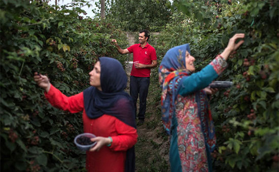 رام کردن میوه وحشی در ایران