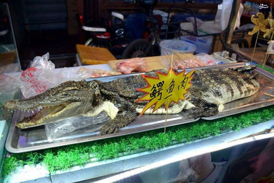 کباب تمساح در چین +عکس