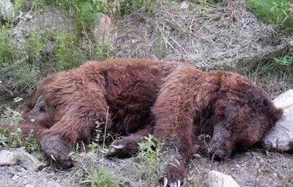 مرگ مشکوک یک قلاده خرس قهوه‌ای در مازندران