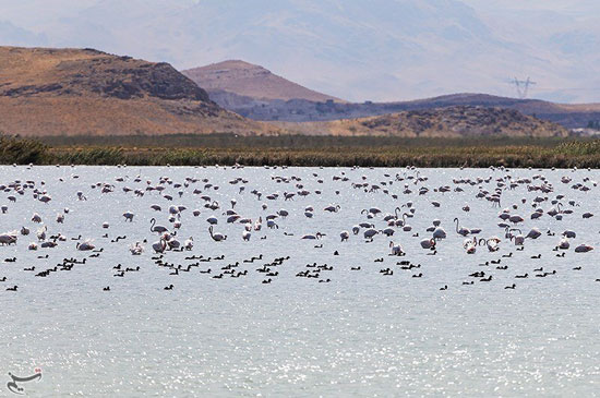 سفر هزاران فلامینگو به دریاچه ارومیه