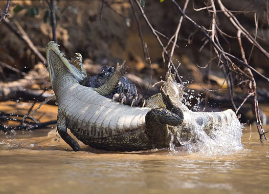 حمله برق‌آسای پلنگ به تمساح +عکس