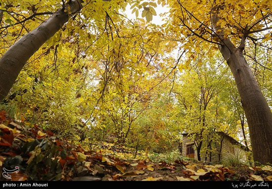 رنگ پاییز در کوچه باغ‌های تهران
