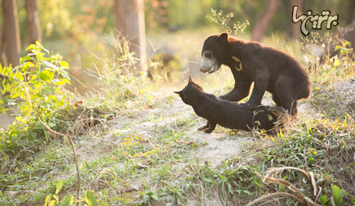 تصاویری از دوستی عجیب گربه و توله خرس