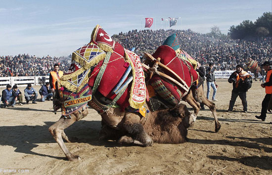 عکس: رقابت‌های کُشتی شتر ها در ترکیه!