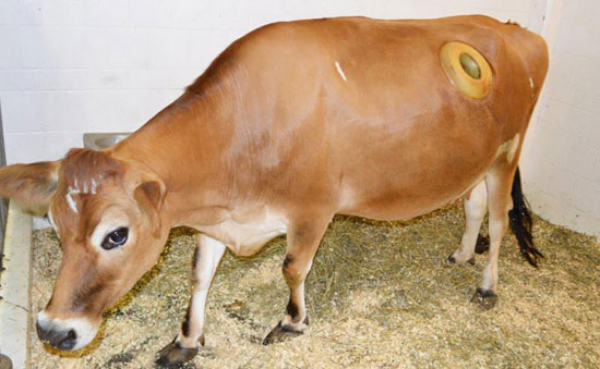 از دیدن این گاوها شگفت‌زده نشوید! +عکس