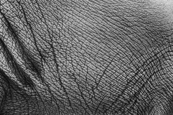 دلیل ایجاد چین و چروک روی پوست فیل ها چیست؟