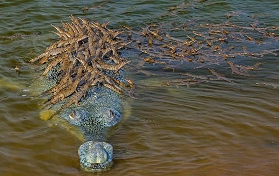 چند تمساح در این عکس می‌بینید؟