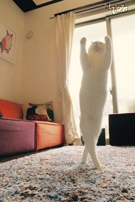 گربه بالرین! +عکس