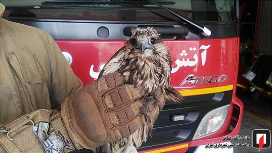 صید پرنده شکاری در تهرانسر