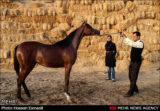 عکس: مسابقات زیبایی اسب اصیل عرب