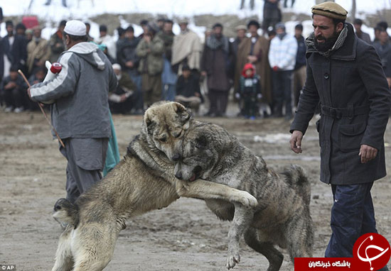 مبارزه سگ‌ها در بازار