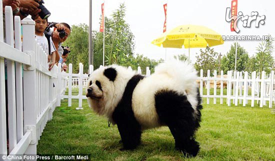 در چین هویت حیوانات را عوض می کنند/عکس