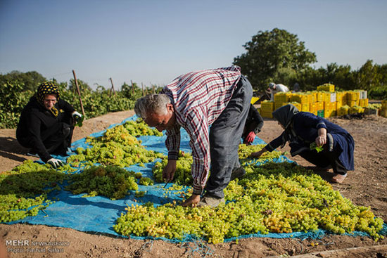 برداشت انگور و تولید کشمش در تاکستان