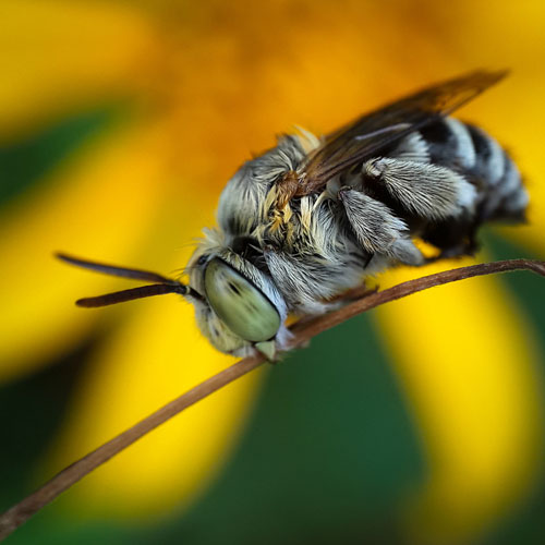 عکاسی ماکرو از حشرات با اسمارت فون‌ها