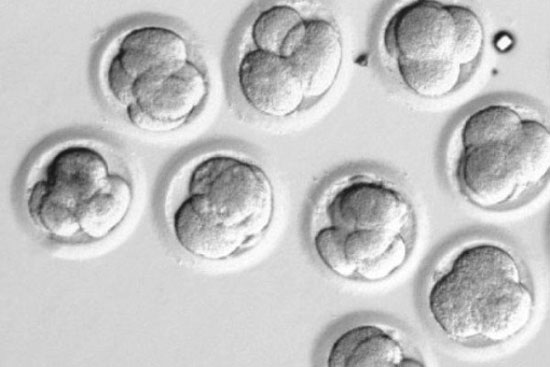 رشد نخستین جنین مصنوعی در آزمایشگاه