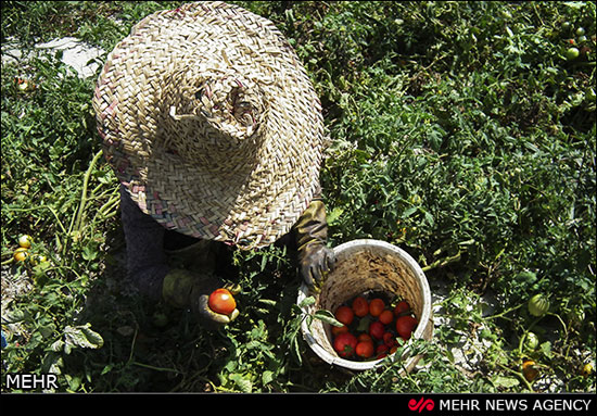 عکس: برداشت گوجه فرنگی در گلستان