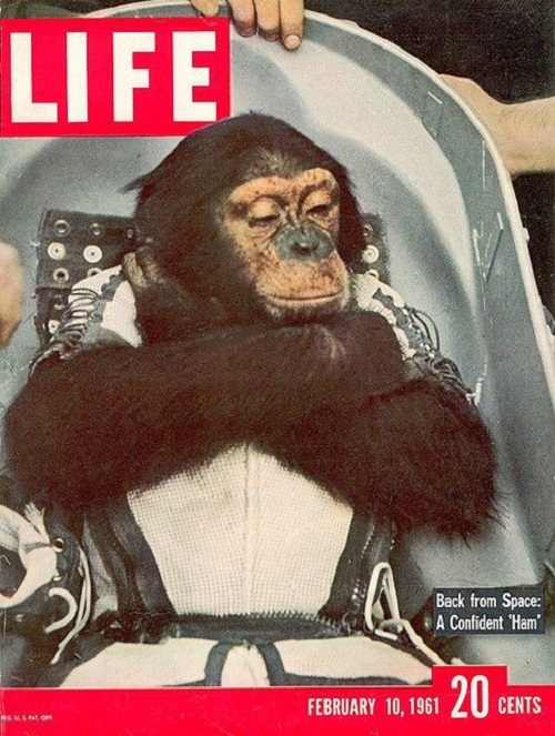 داستان مشهورترین میمونی که به فضا رفت