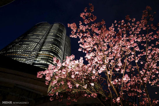 عکس: فصل شکوفه های گیلاس در ژاپن‎