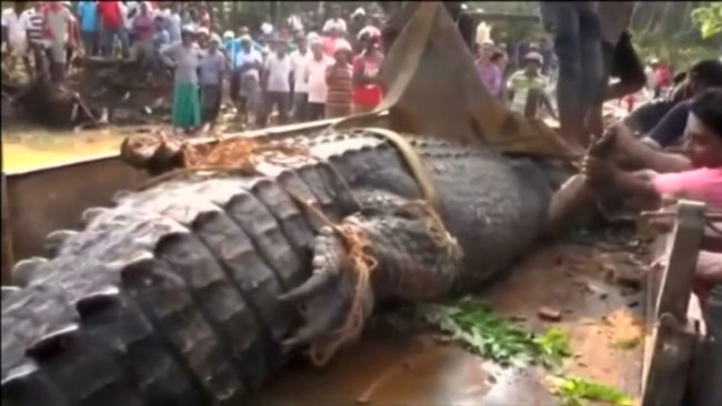 پیدا شدن یک کروکودیل عظیم الجثه ۵ متری در سریلانکا