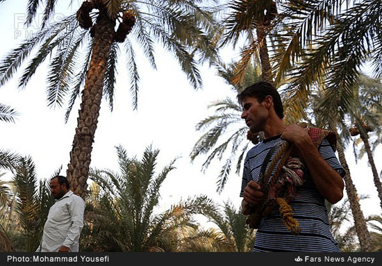 عکس: برداشت خرما در بوشهر
