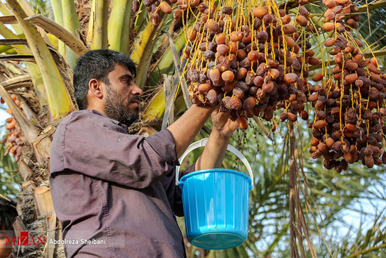 برداشت خرما از گرمترین مناطق هرمزگان