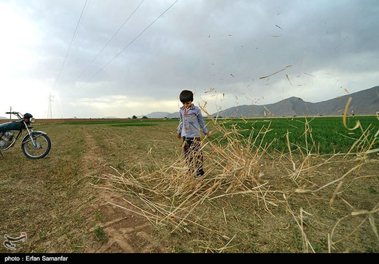 عکس: برداشت گندم و جو در شیراز