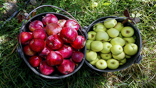 اتحادیه باغبان‌ها: کمبودی در تولید میوه نداریم