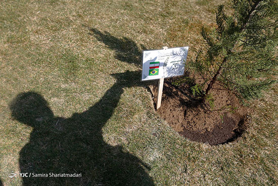 آیین کاشت درخت صلح و دوستی در تهران