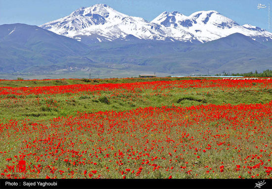 دشت زیبای شقایق در سبلان