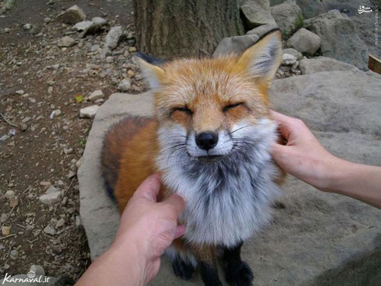 عکس: دهکده روباه‌ها در ژاپن