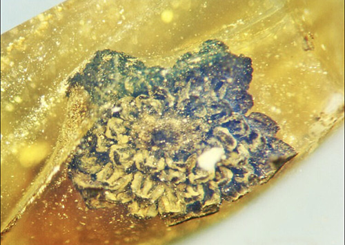 یک گل ۱۰۰میلیون ساله کشف شد