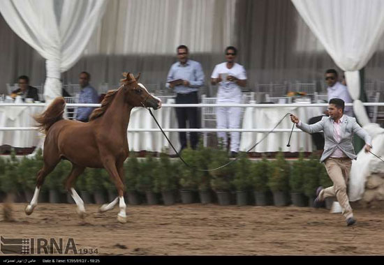 جشنواره زیبایی اسب اصیل عرب