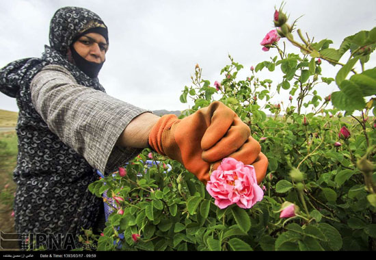 عکس: برداشت گل محمدی