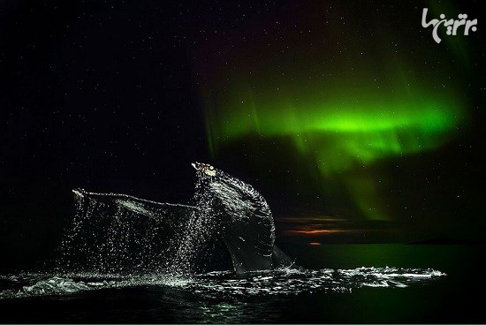 تصاویر خیره کننده از نهنگ‌های قطب شمال