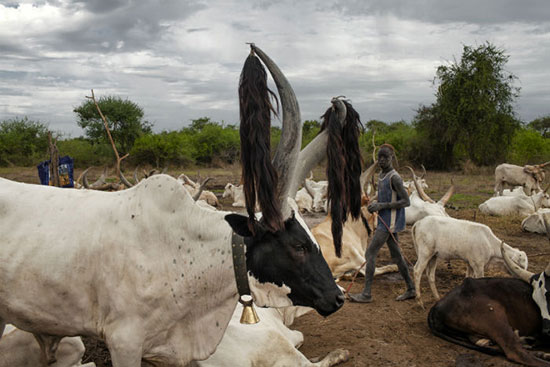 مونداری؛ قبیله‌ای که برای گاوهای خود جان می‌دهند
