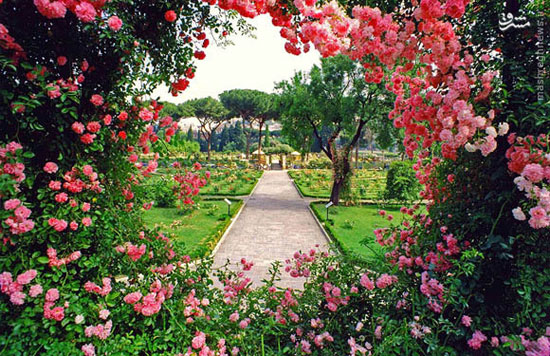 بوستان گل رز در شهر رم +عکس