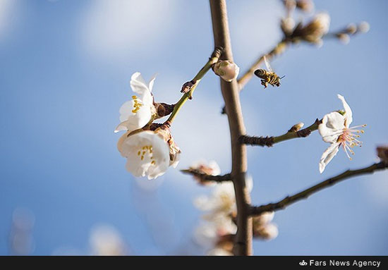 طبیعت بهاری آذربایجان شرقی