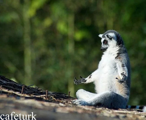 تصاویر خنده‌دار از نحوه نشستن باکلاس حیوانات