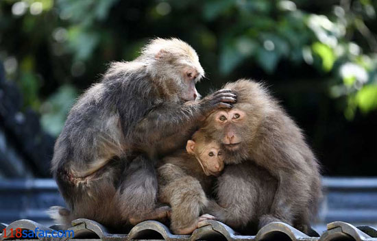 جذب گردشگر با این میمون ها +عکس