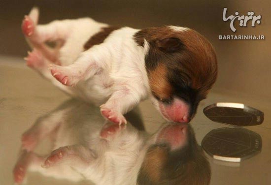 کوچک ترین سگ جهان + عکس